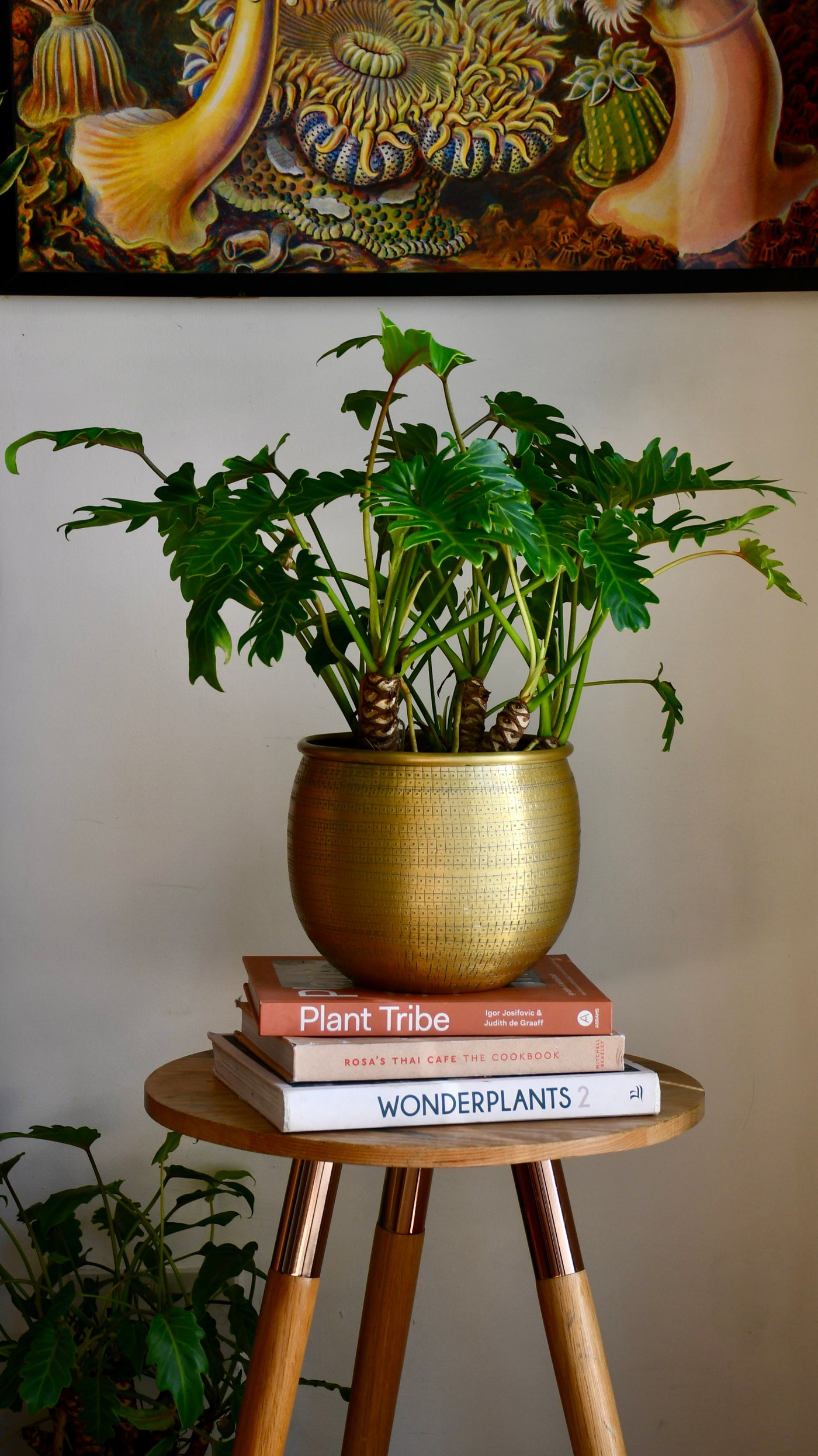 xanadu house plant Philodendron Xanadu | Plants Delivered