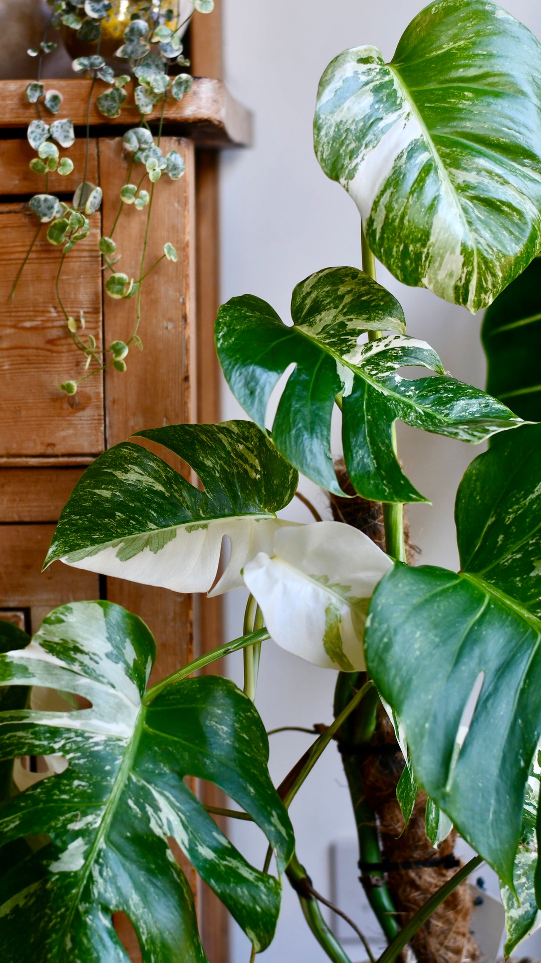monstera deliciosa variegated for sale Variegated Monstera Deliciosa | Rare