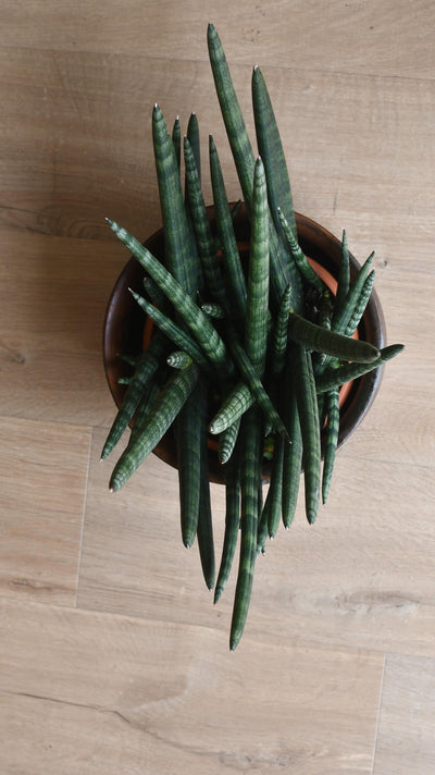 Sansevieria Cylindrica | Cylindrical Snake Plant