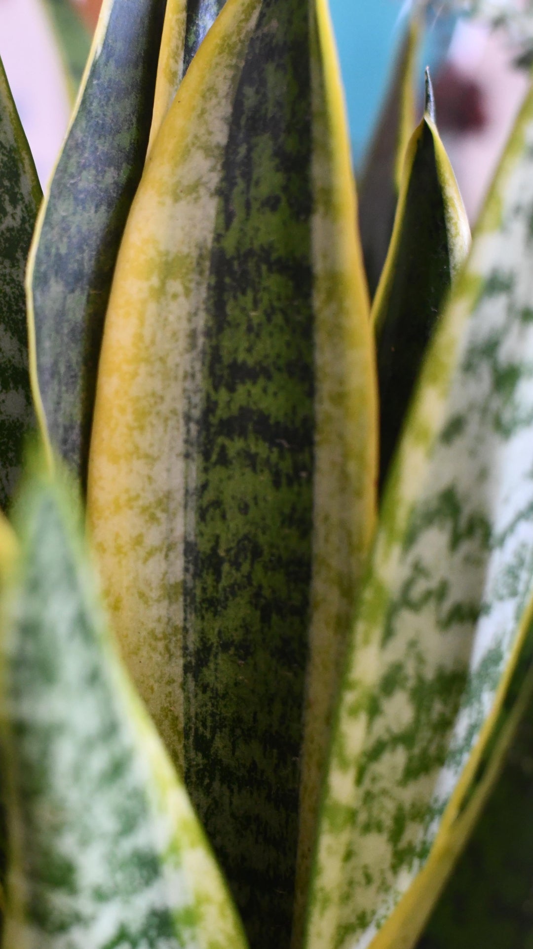 snake plant yellow sides Sanseviera Laurentil | variegated snake plant