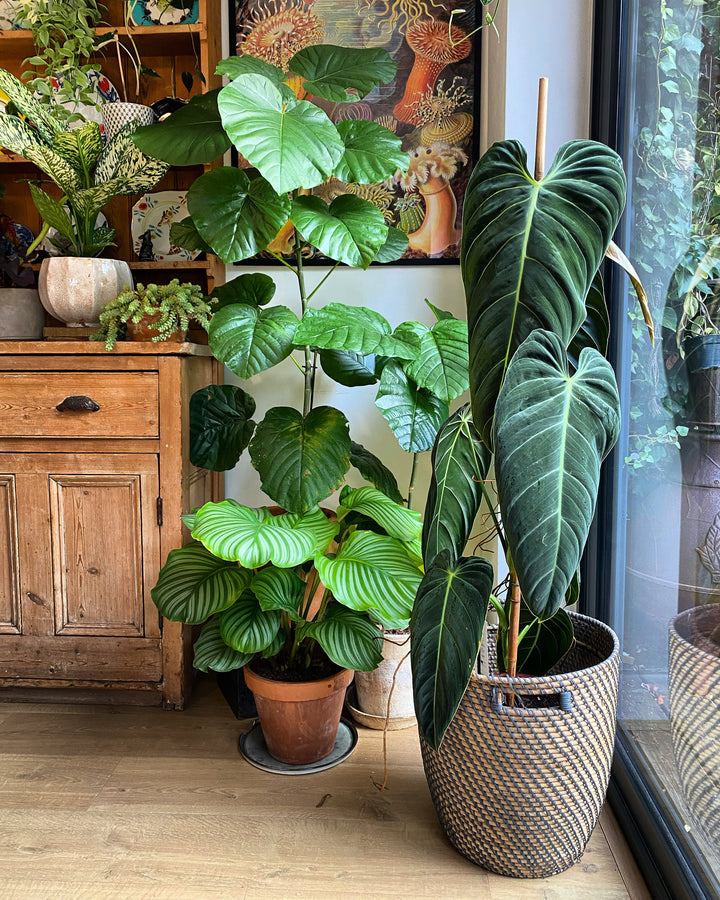 philodendron plant indoor Extra Large Philodendron Melanochrysum – Happy Houseplants