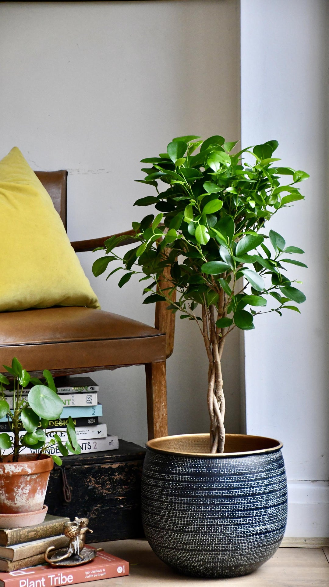 banyan house plant Ficus Microcarpa | Chinese Banyan Tree