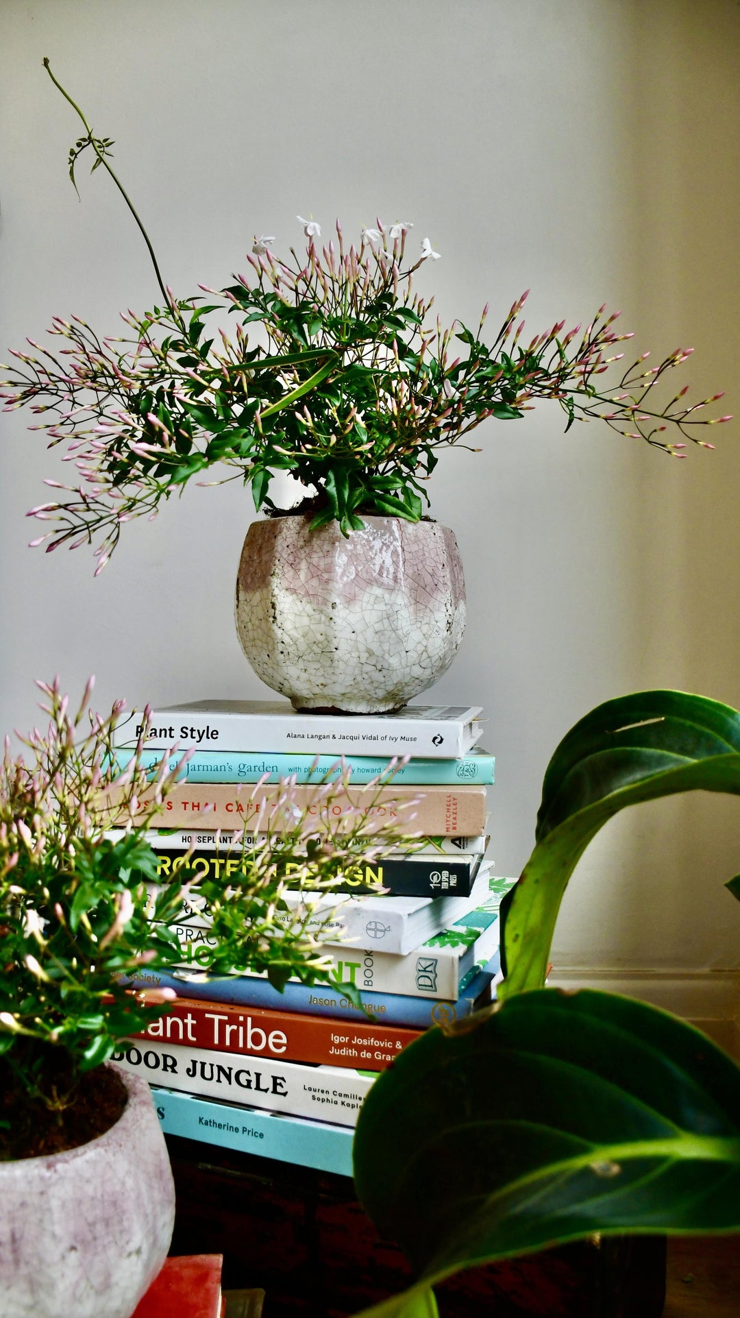 white jasmine house plant White Jasmine (Jasminum Polyanthium) – Happy Houseplants