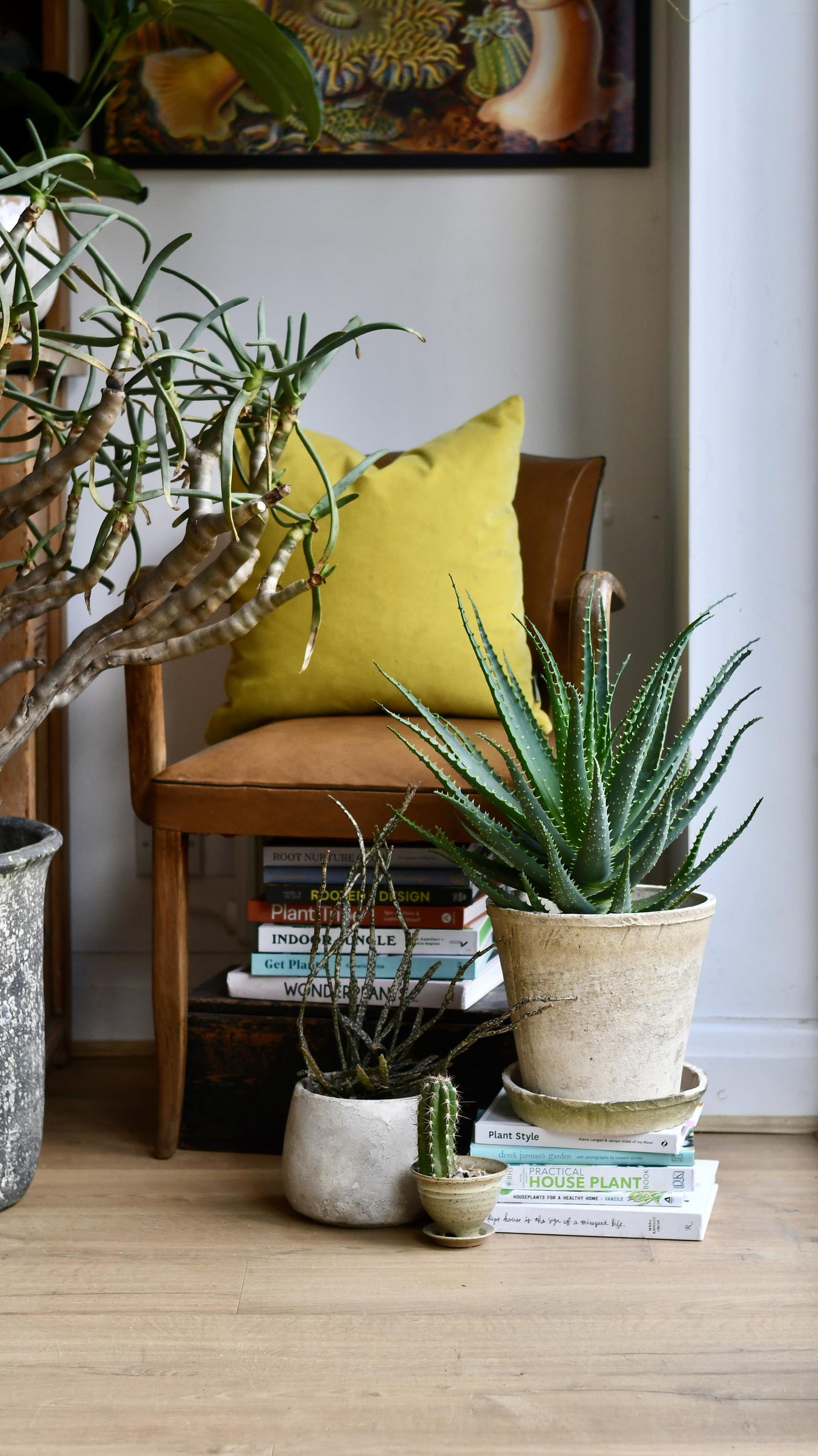 Aloe Arborescens
