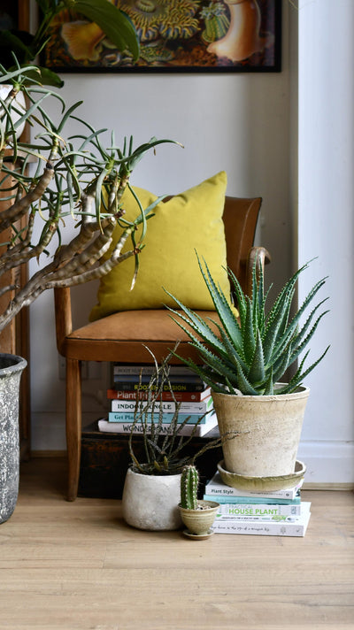 Aloe Arborescens