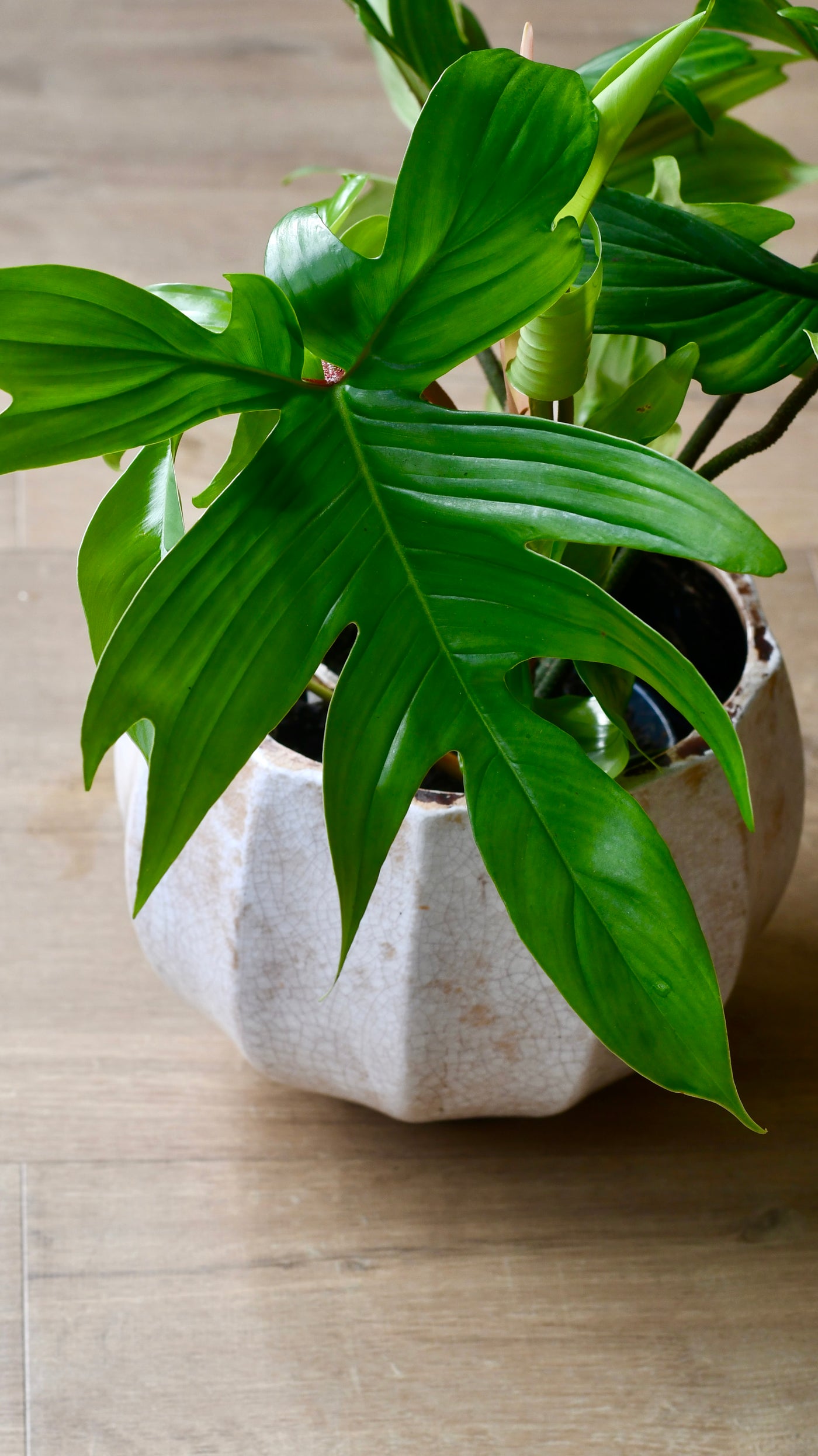 Philodendron Florida