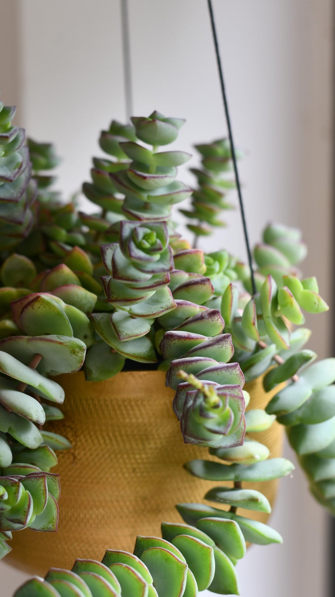 succulent button plant Crassula Perforata | String of Buttons