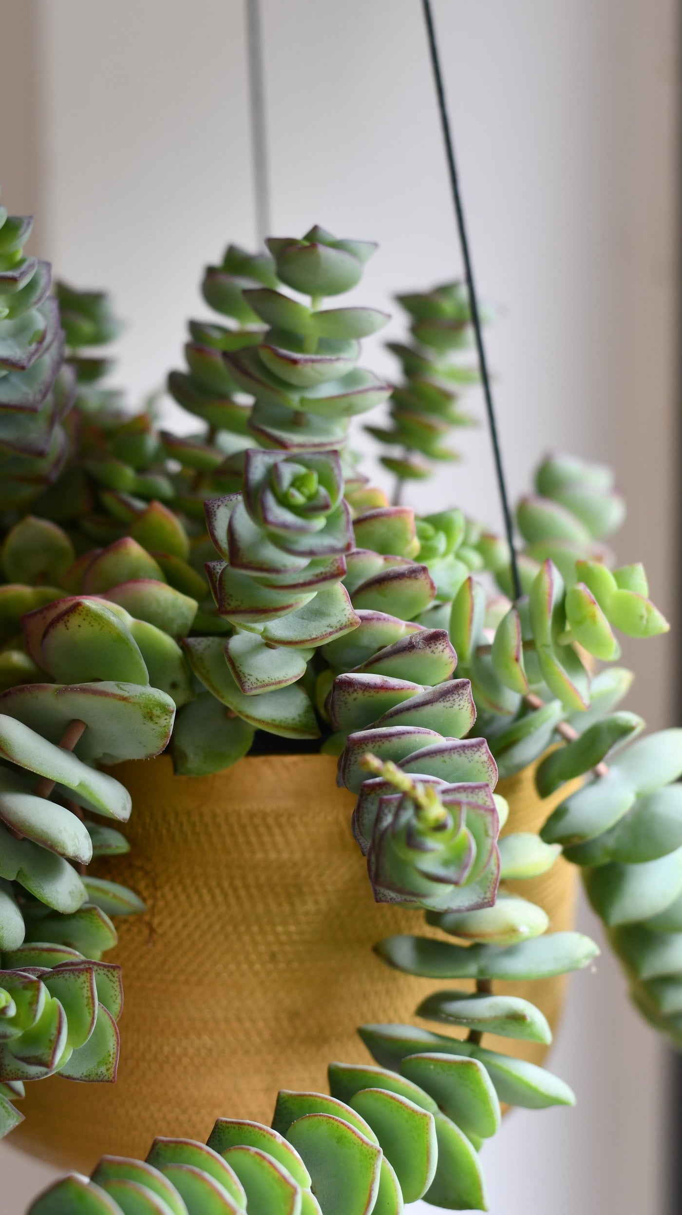 Crassula perforata - String of Buttons Plant