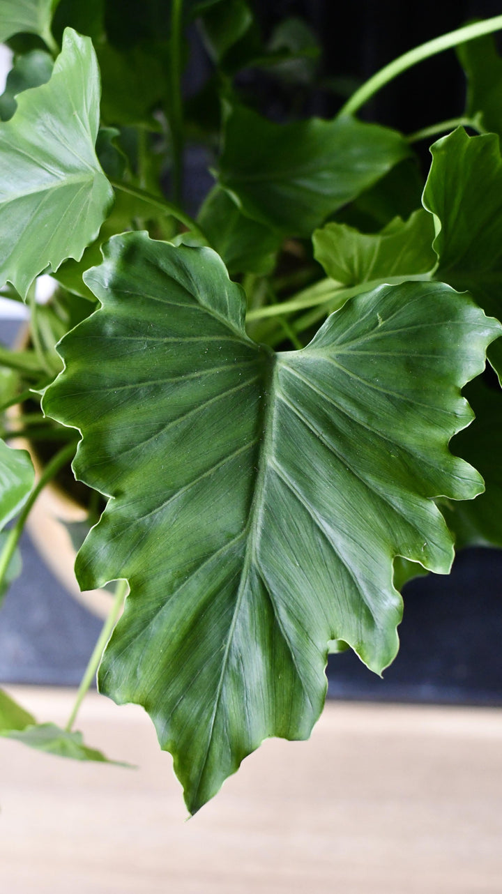 philodendron hope scientific name Philodendron Bipinnatifidum | Philodendron Hope