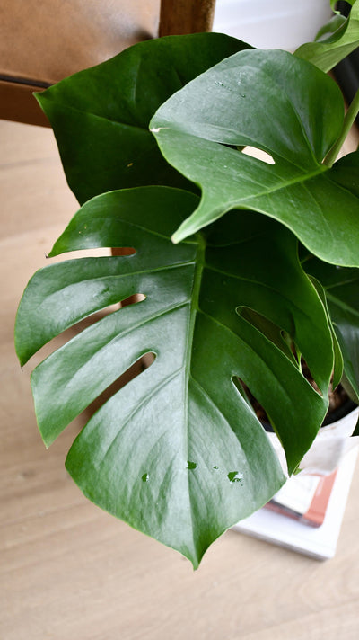 Monstera Deliciosa (Swiss Cheese Plant)