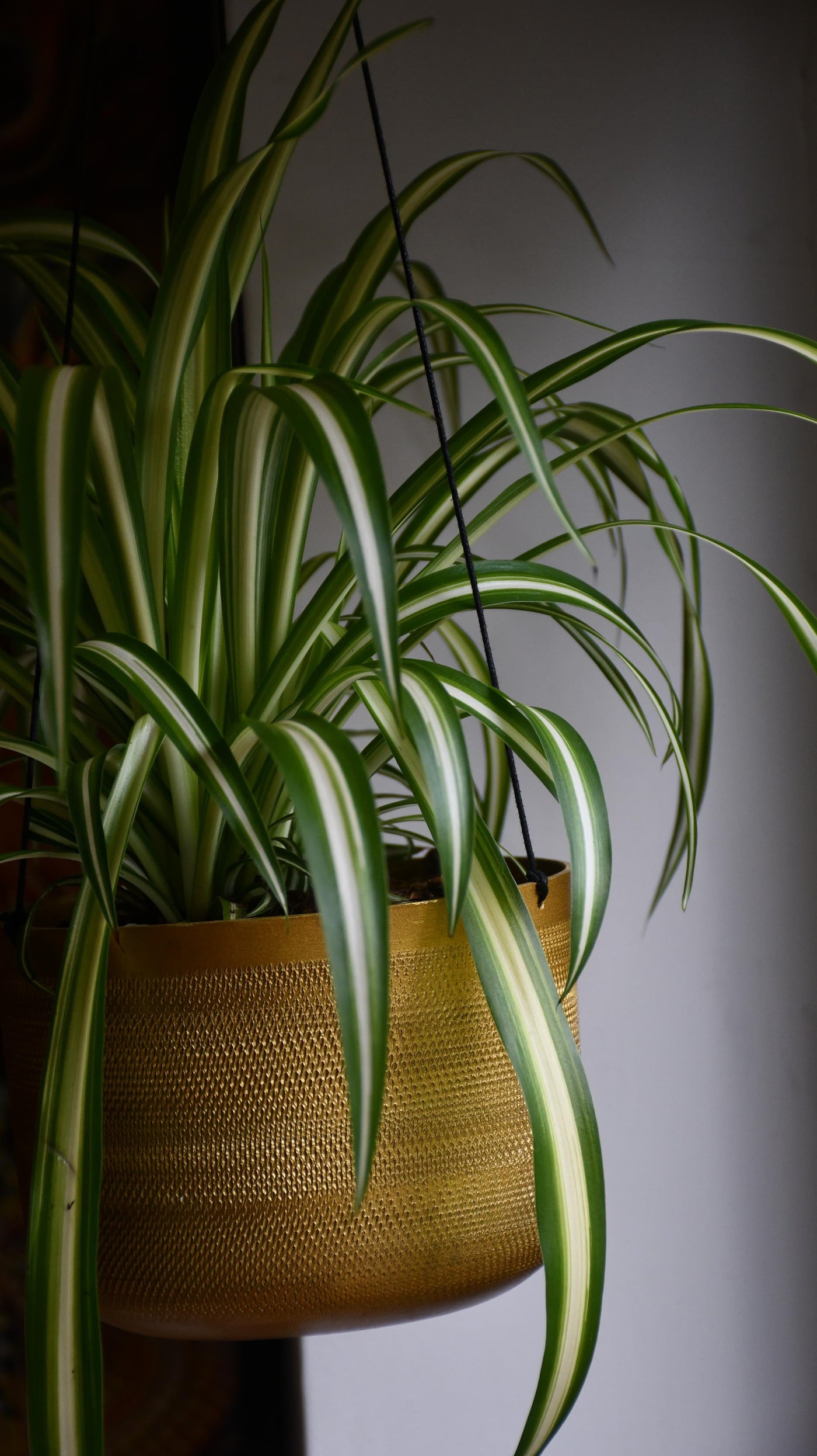 Chlorophytum comosum, Spider Plant