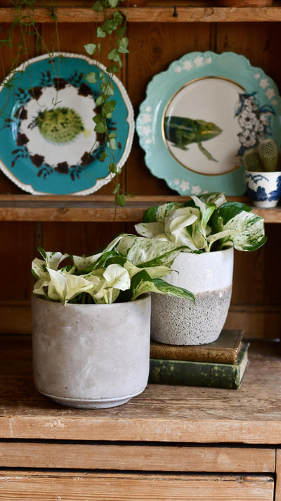 Epipremnum Happy Plant
