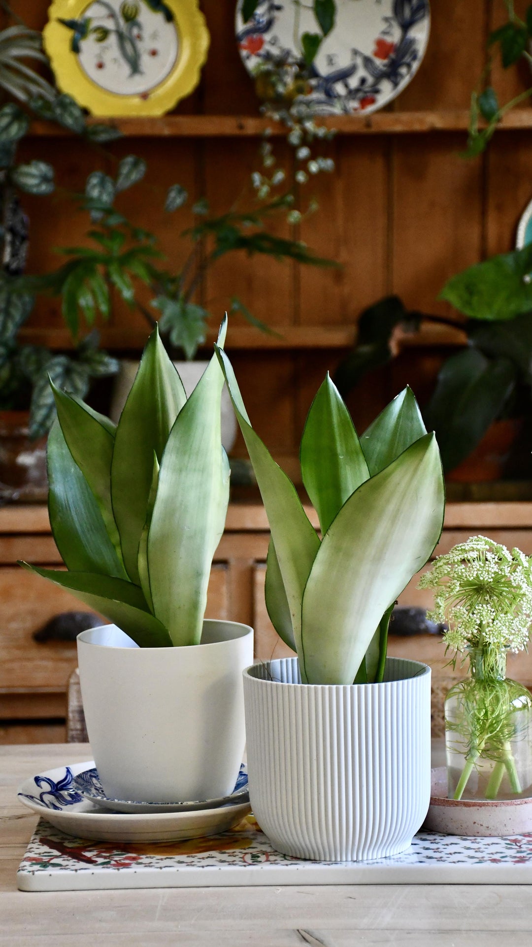 sansevieria moonshine cats Sansevieria Trifasciata 'Moonshine' | Snake Plant