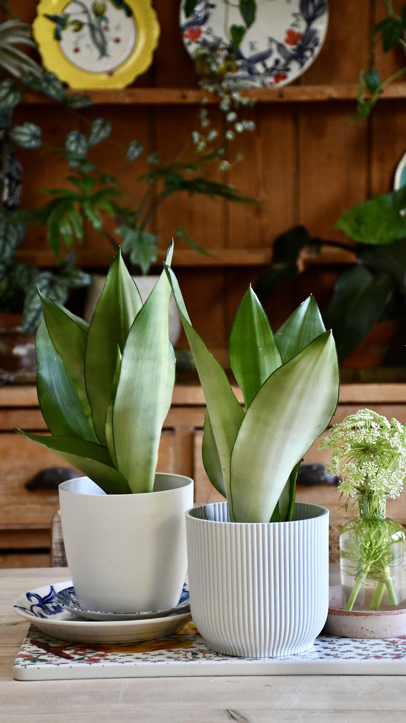 Sansevieria Trifasciata 'Moonshine’ | Mother-in-Law's Tongue