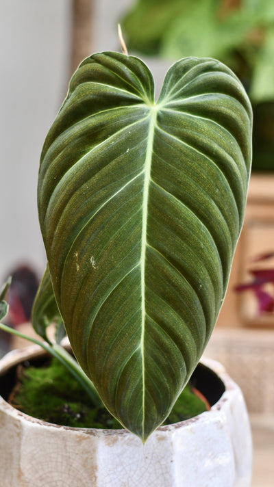 Philodendron Melanochrysum