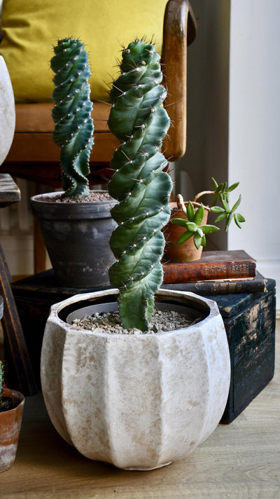 Cereus Forbesi Spiral (Spiral cactus)