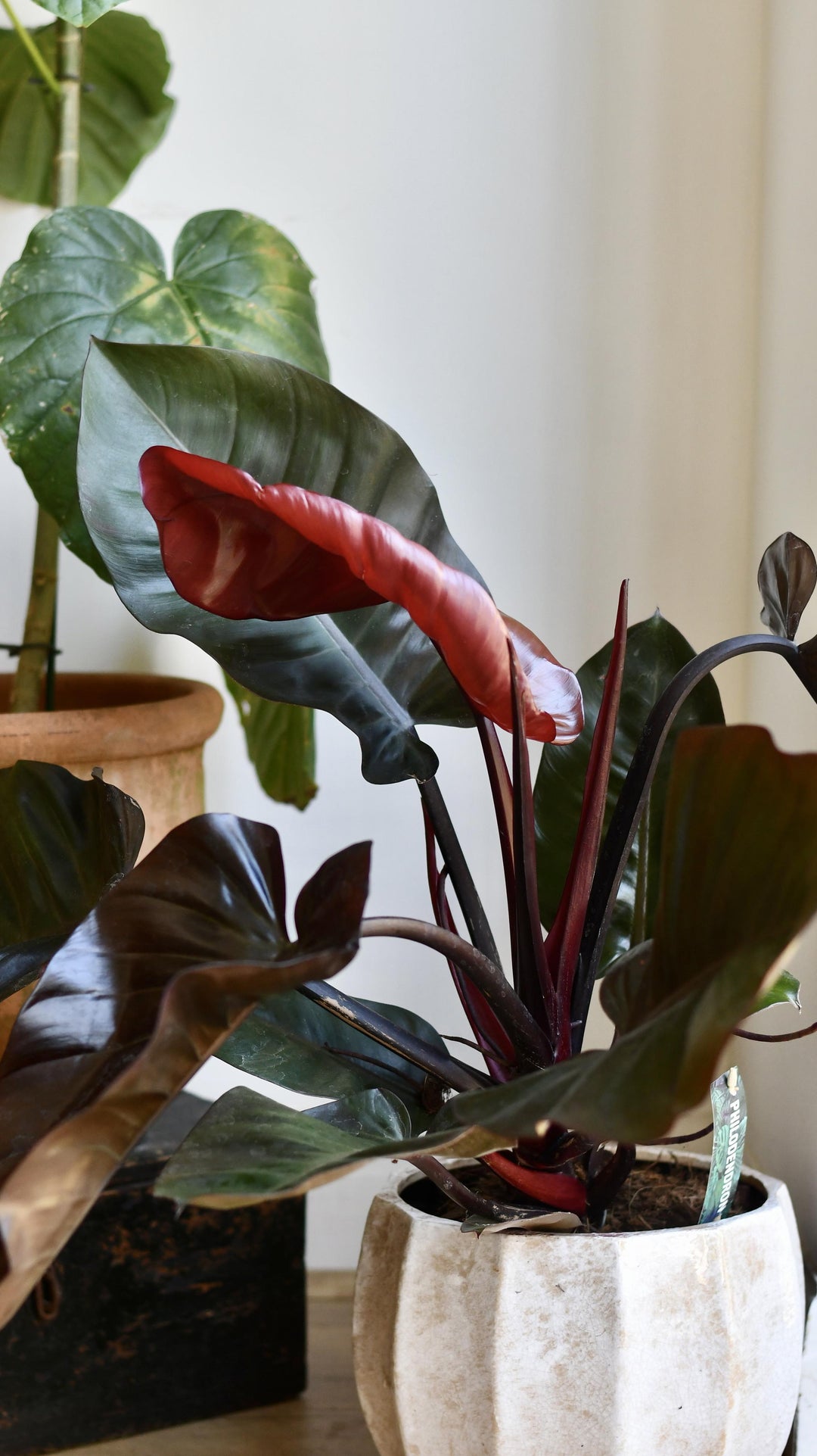 Philodendron 'Purple Congo' | Rare Plants | Happy Houseplants  Happy  Houseplants