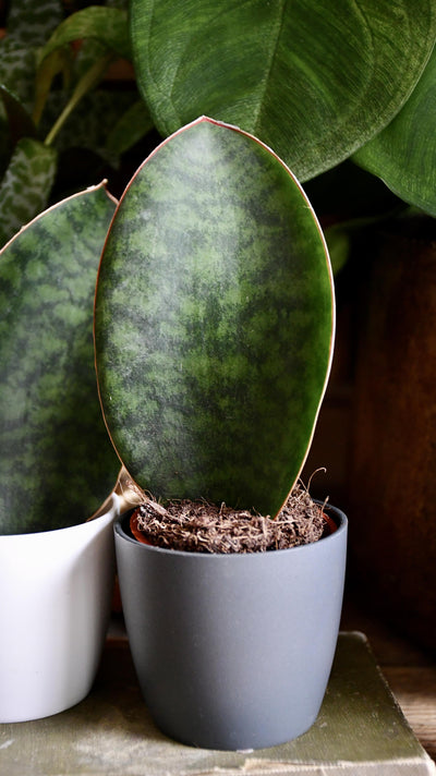 Baby Sansevieria Victoria