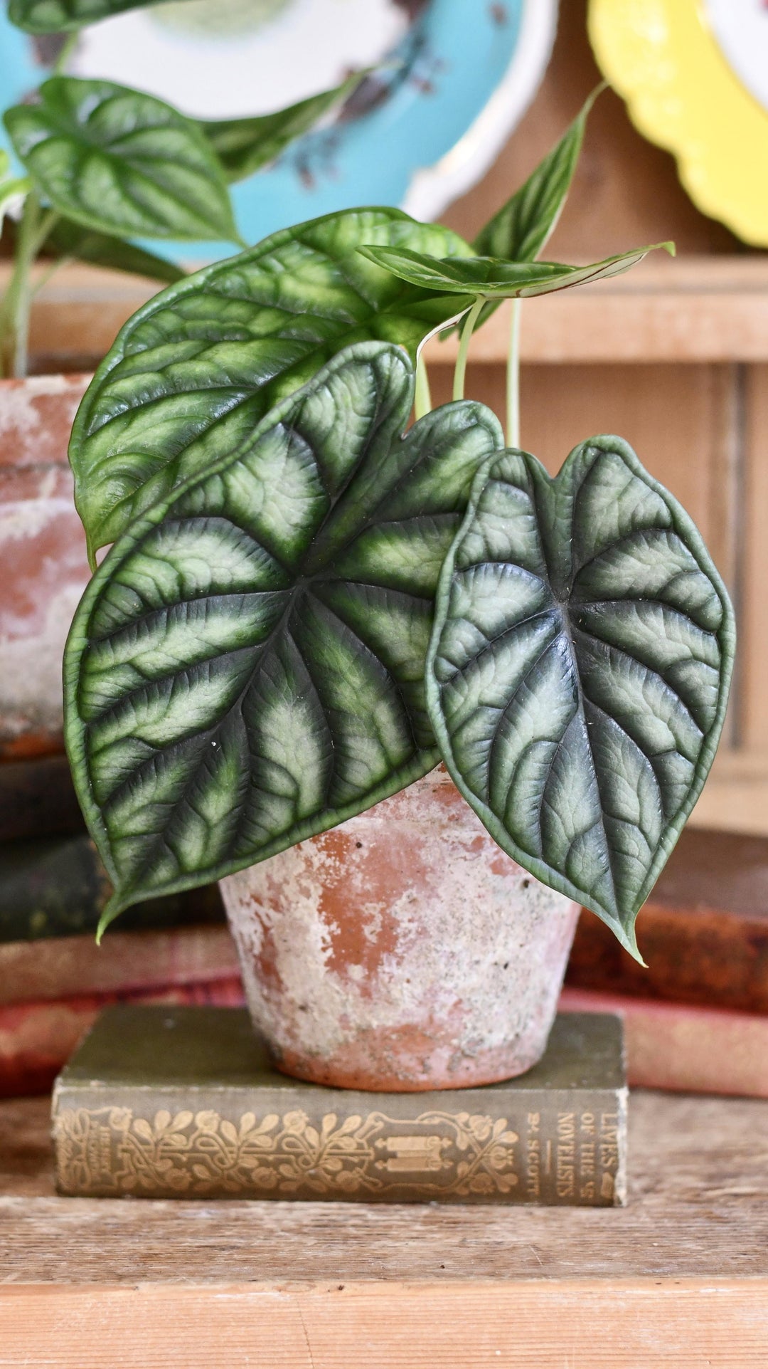 Alocasia Dragon Scale | Rare Houseplants | Happy Houseplants