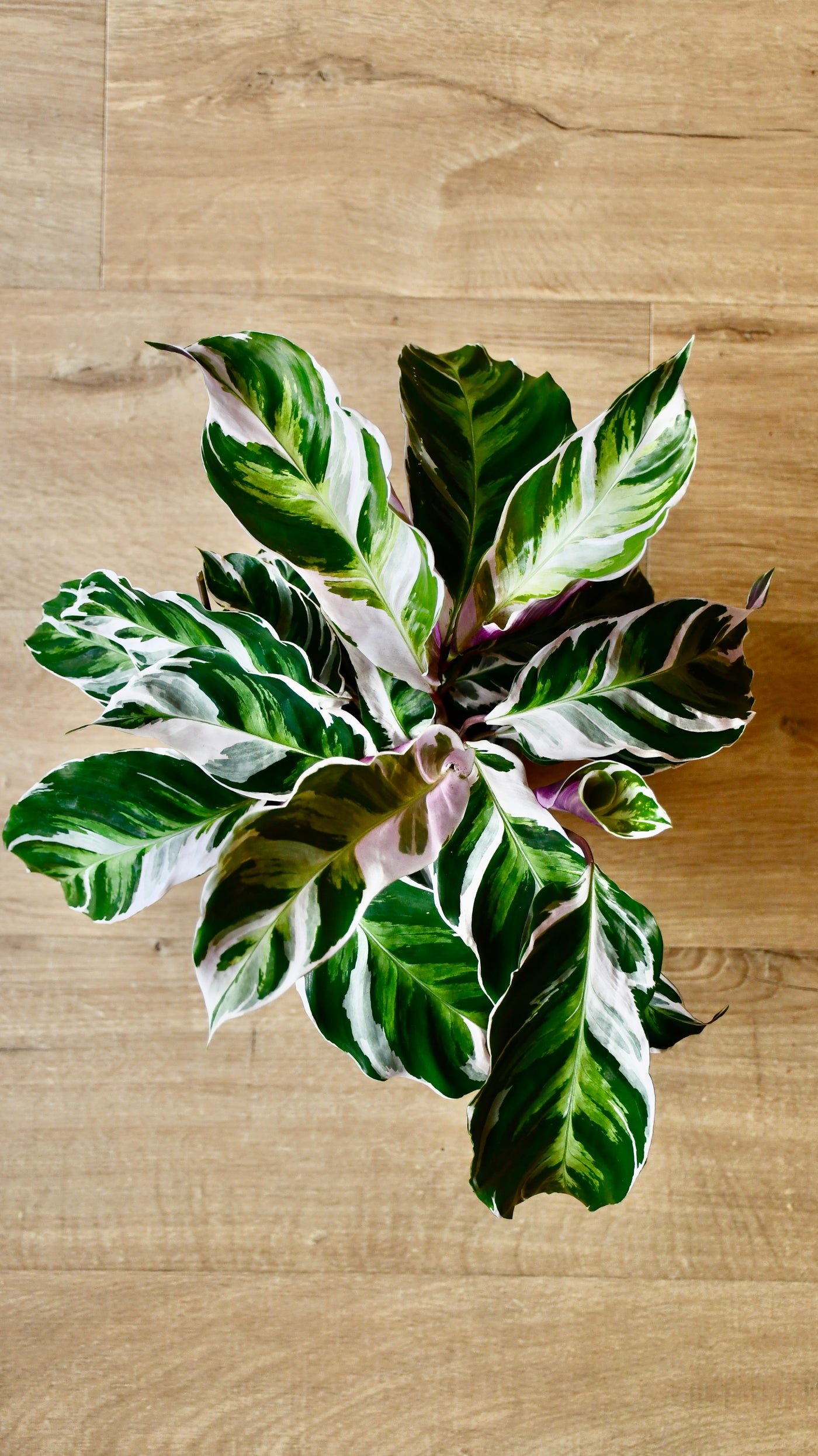 Calathea White Fusion