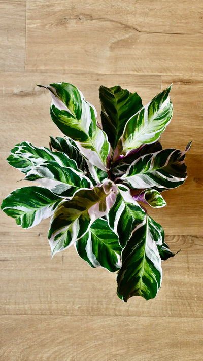 Calathea White Fusion