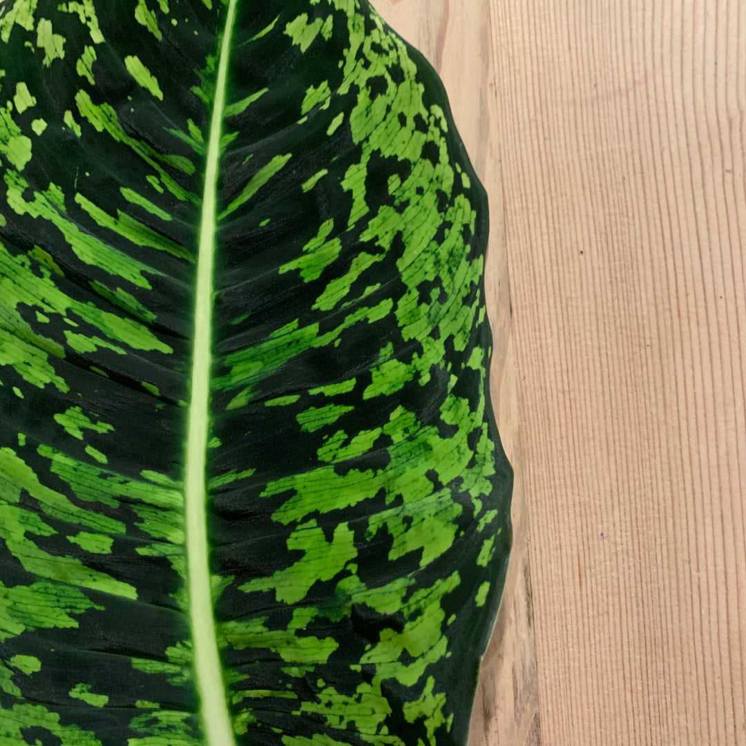 dieffenbachia cheetah vs reflector Dieffenbachia Reflector | Dumb Cane