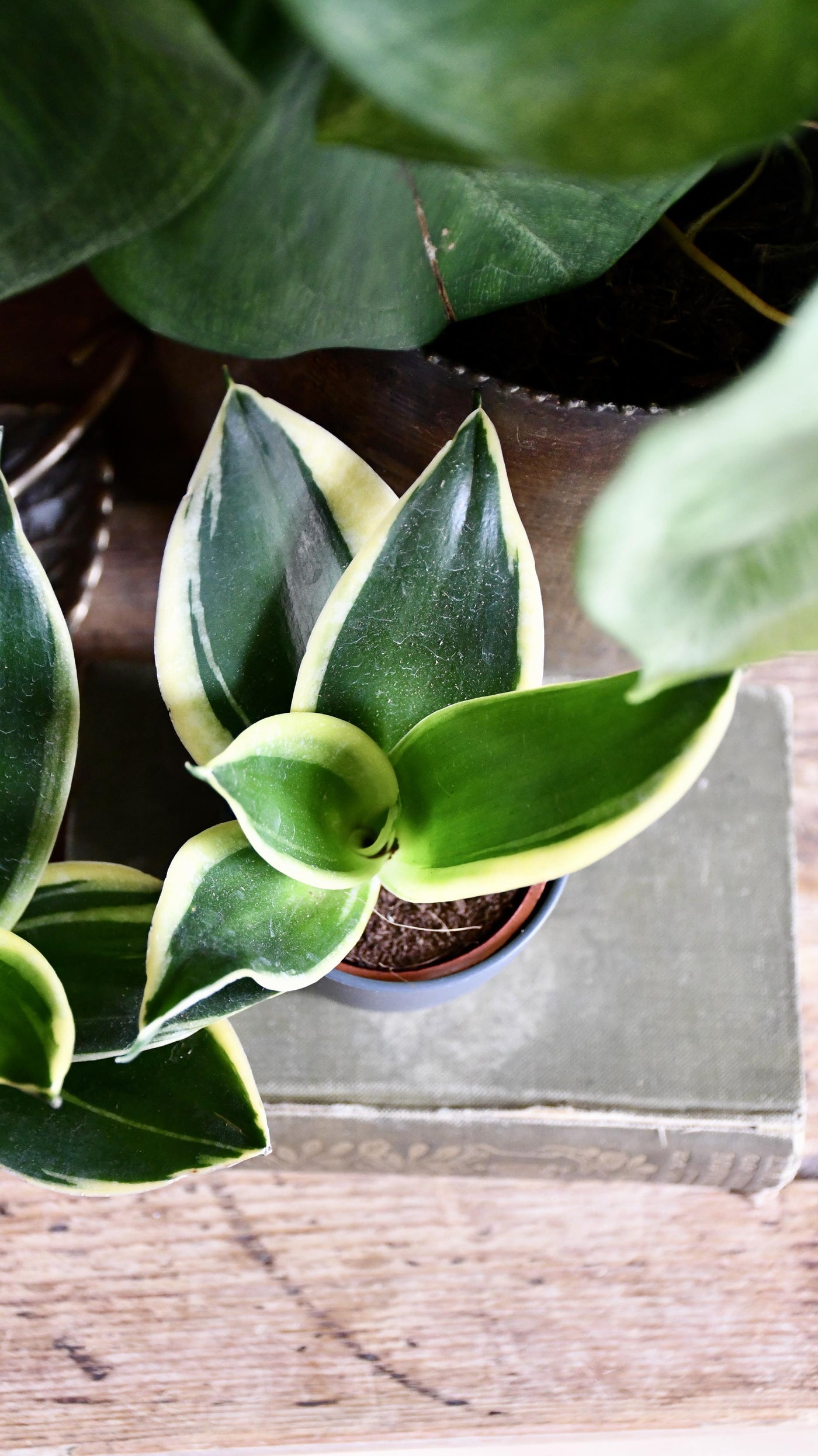 Baby Sansevieria Trifasciata Golden Hahnii & pot