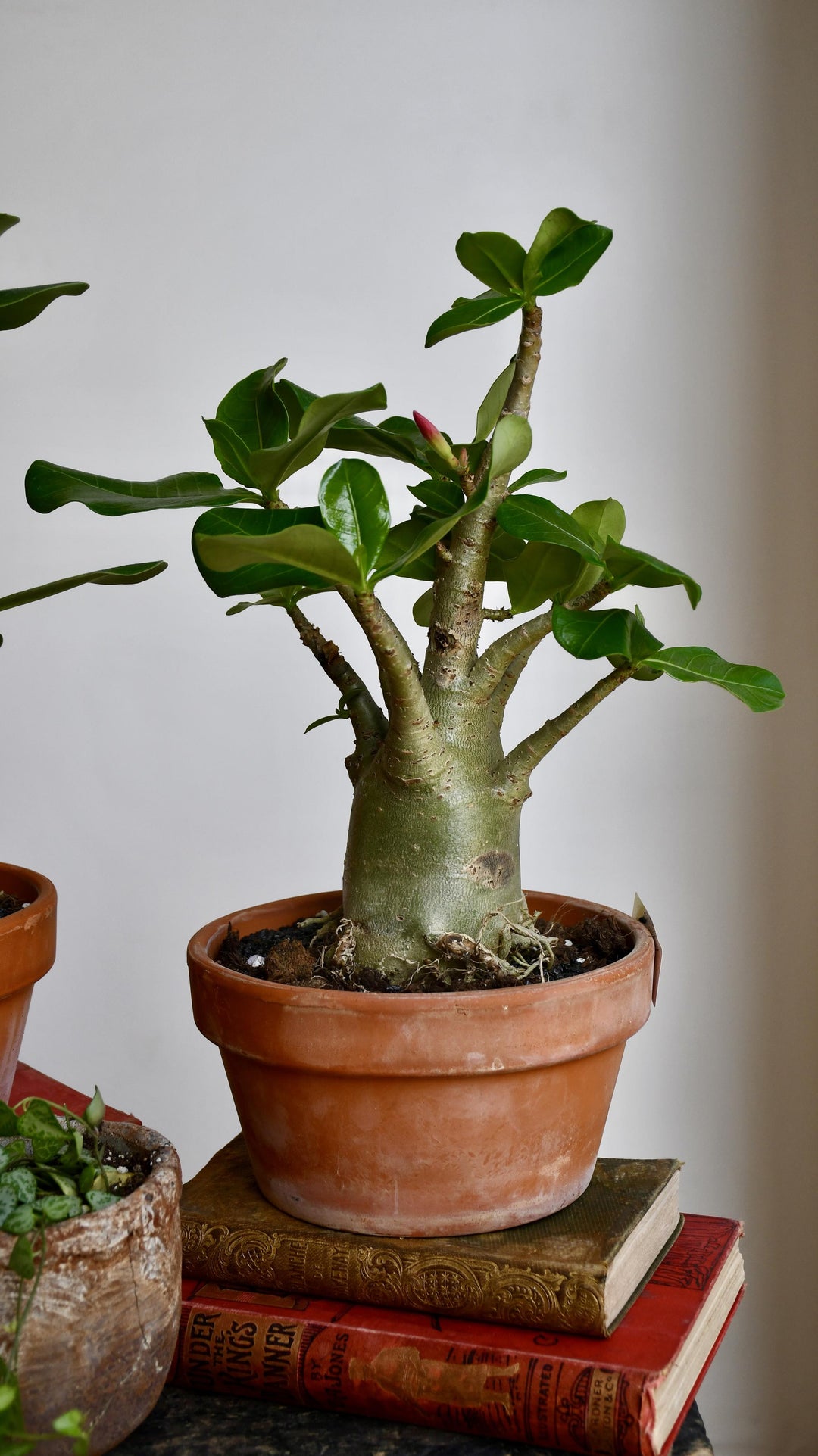 Large Adenium 'Baobab' | UK Delivery