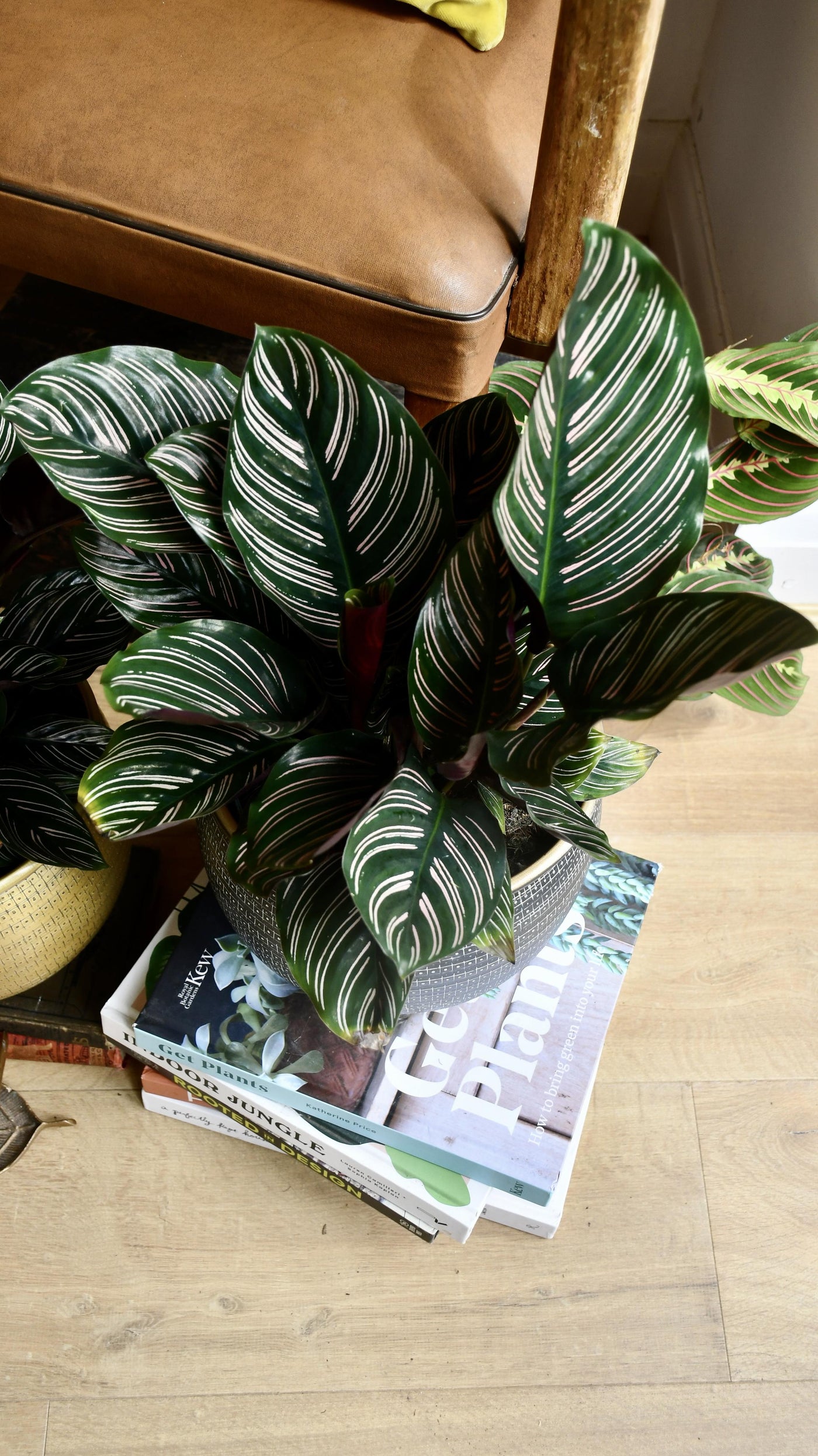 pin stripe prayer plant Calathea Sanderiana | Pinstripe | Prayer Plant