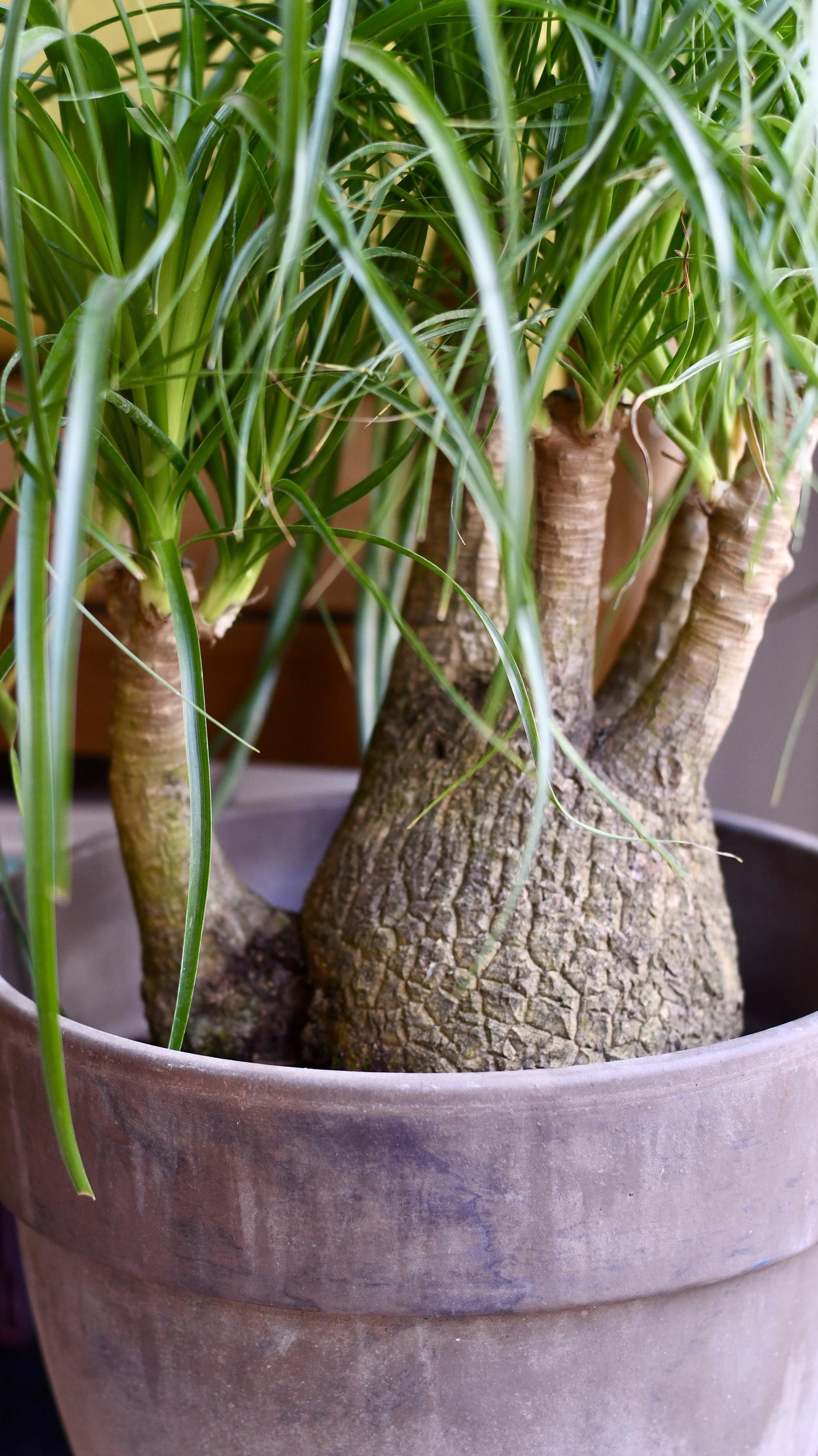 Nolina Recurvata - Ponytail Palm