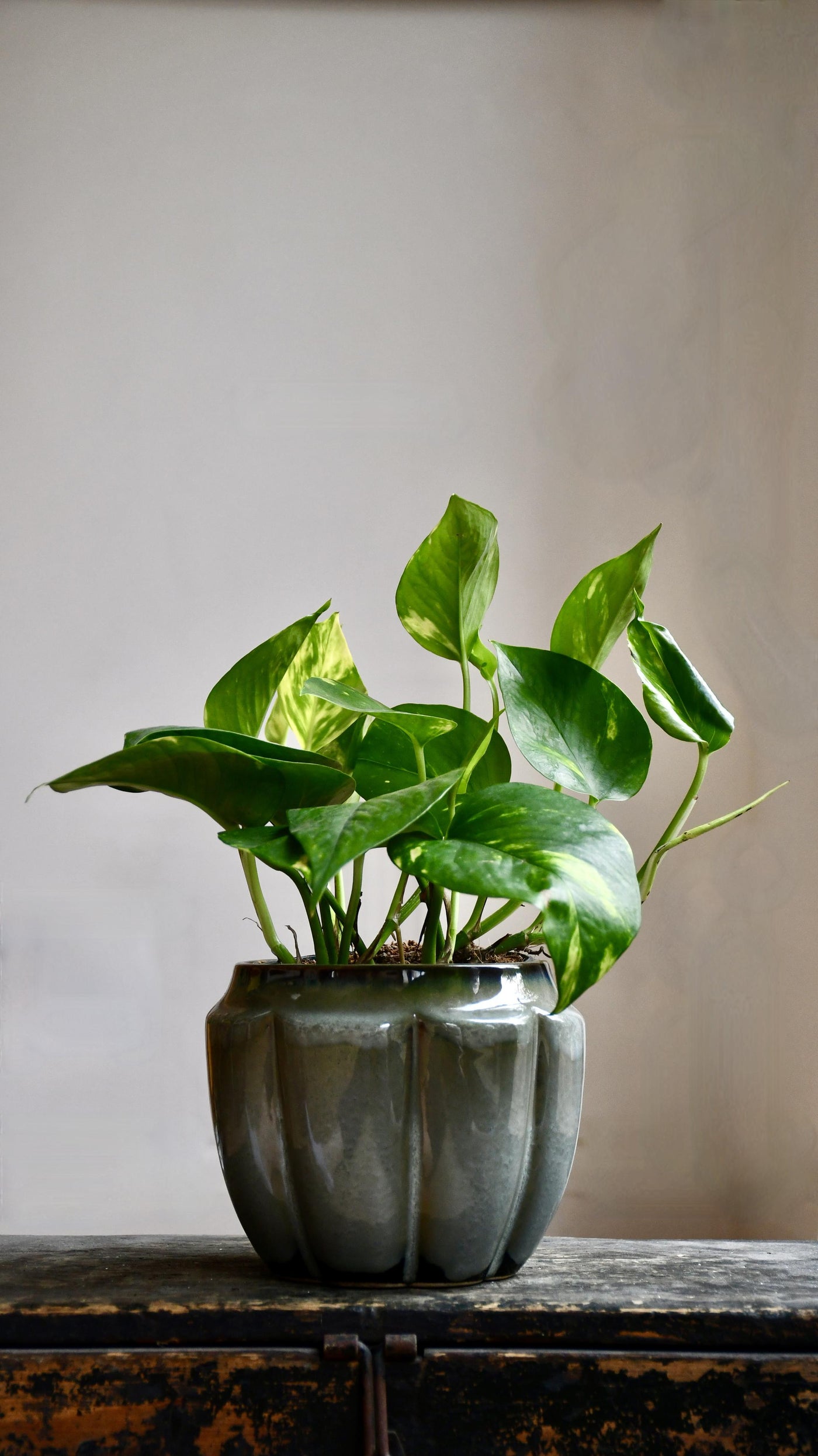 devil's ivy pothos golden 40cm Epipremnum Aureum | Devil's Ivy | Golden Pothos