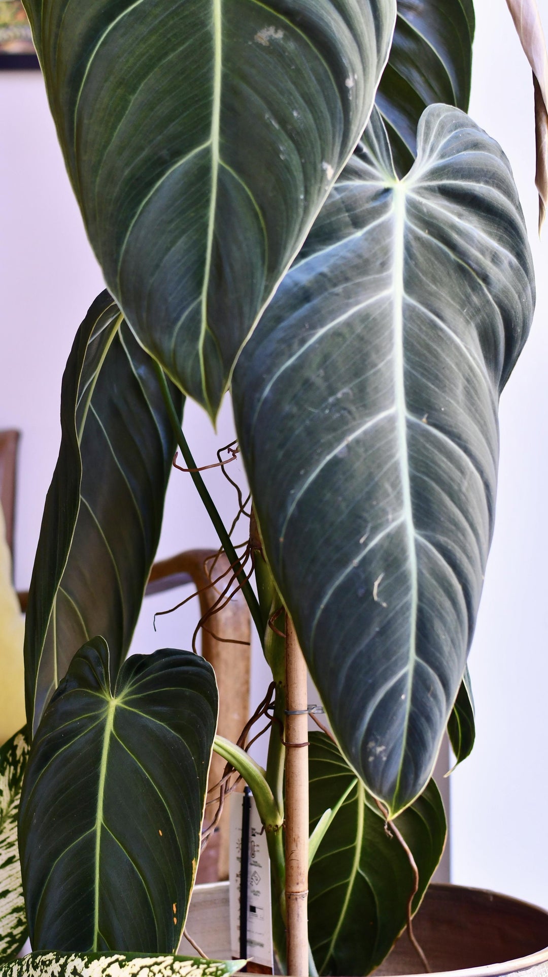Extra Large Philodendron Melanochrysum  Happy Houseplants