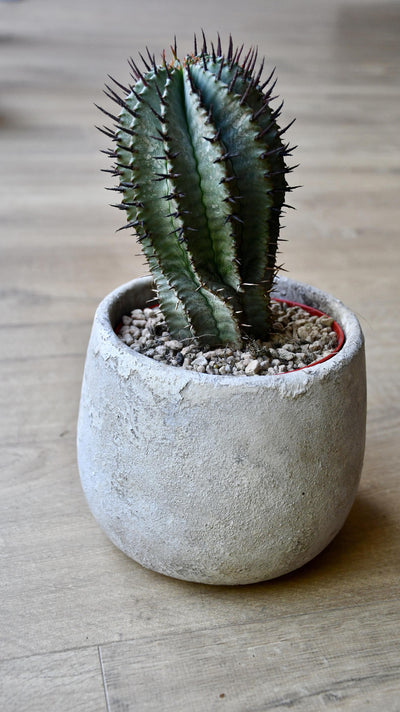 Euphorbia Horrida (African Milk Barrel)
