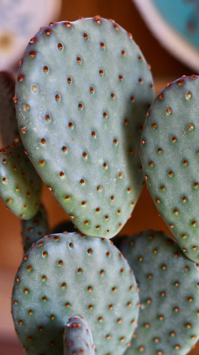 Bunny Ear Cactus