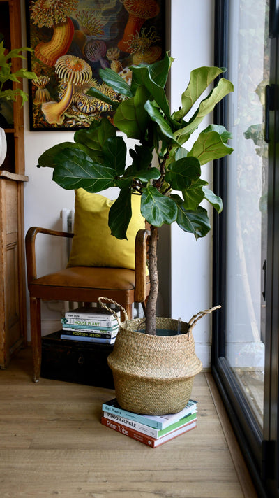 Ficus Lyrata Tree (Fiddle Fig Tree)