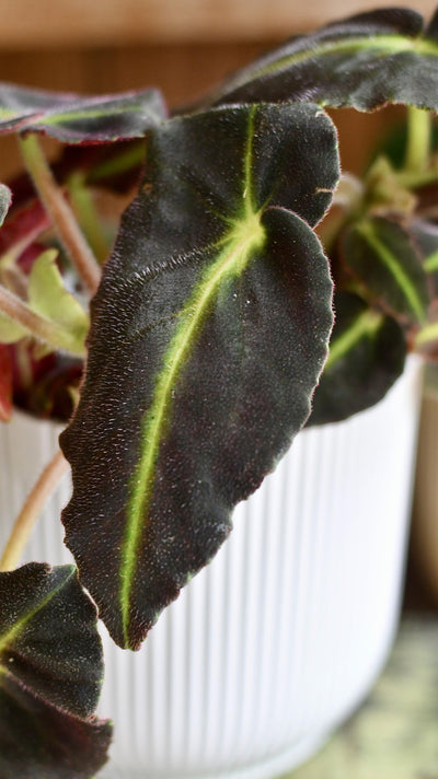 Begonia Listada (Striped Begonia)