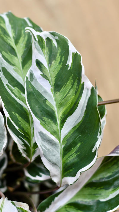 Calathea White Fusion
