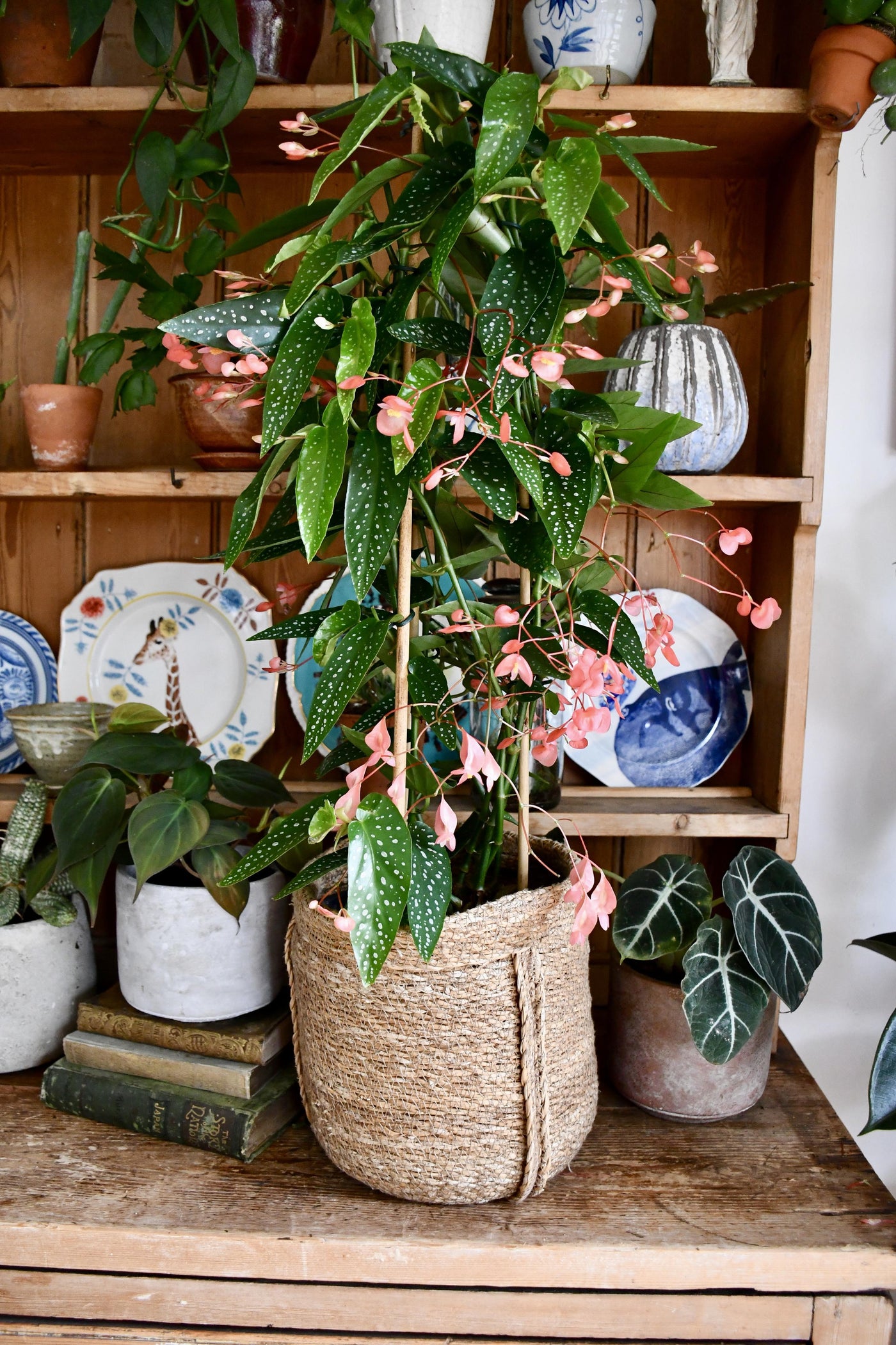 Begonia Coccinea (Angel wing Begonia)