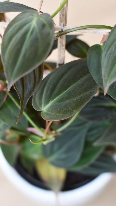 Philodendron Micans