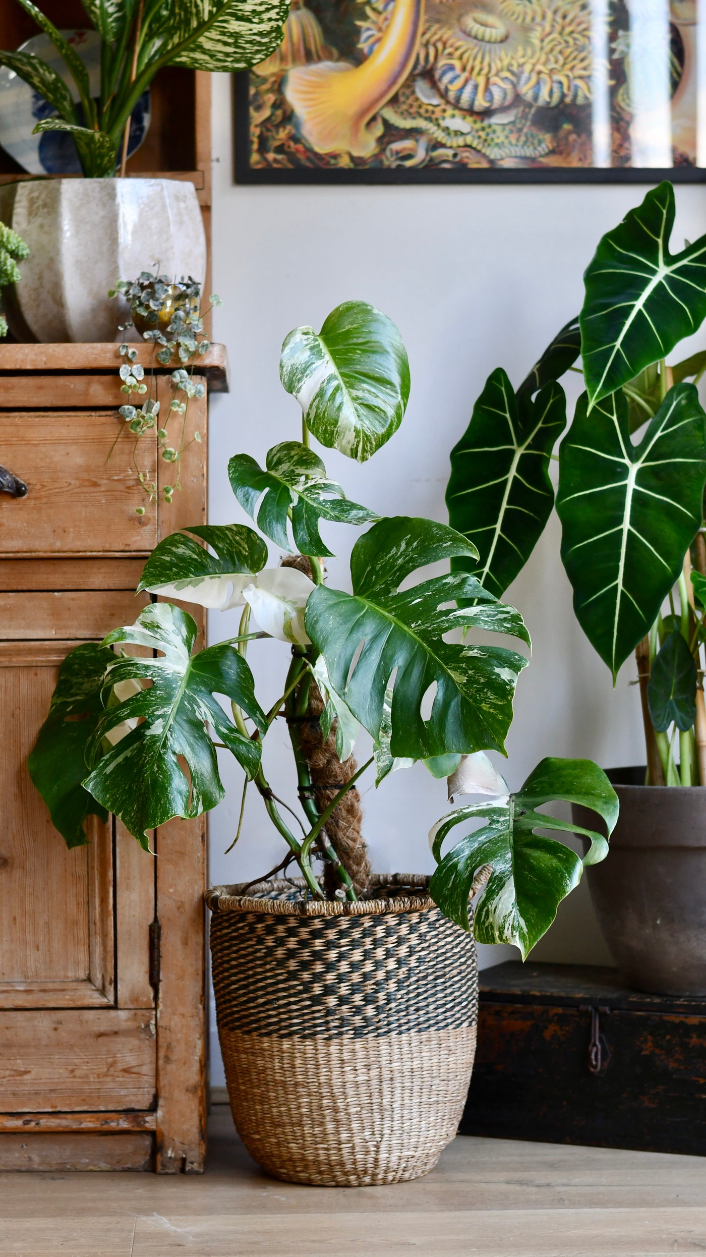 variegated monstera plant Variegated Monstera Deliciosa | Rare