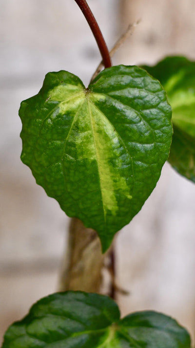 Piper Betle Variegata