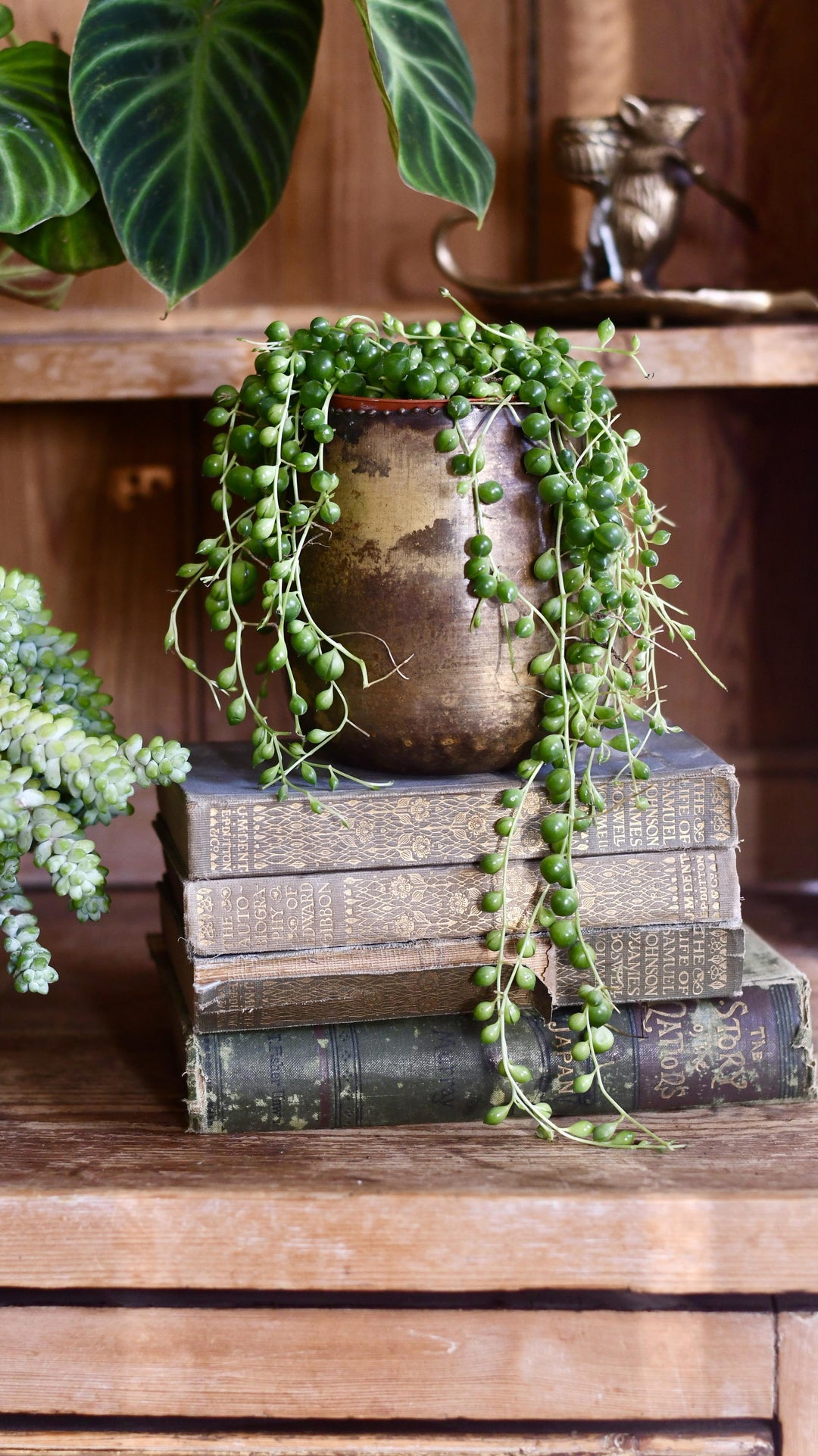 succulent mother of pearl Senecio Rowleyanus | String of Pearls