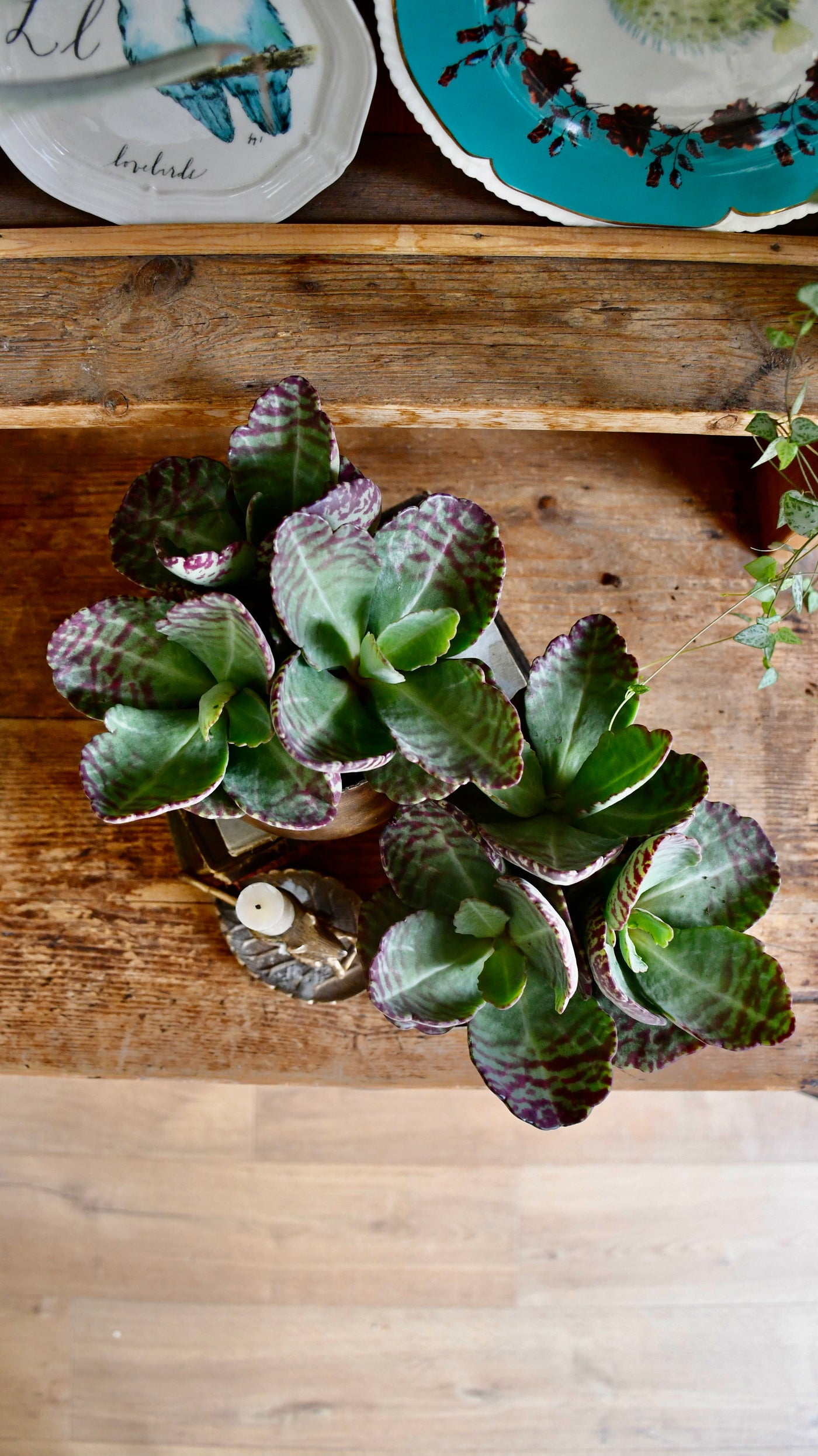 Kalanchoe Humilis (Desert Surprise)