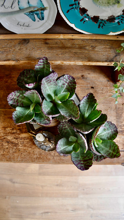 Kalanchoe Humilis (Desert Surprise)