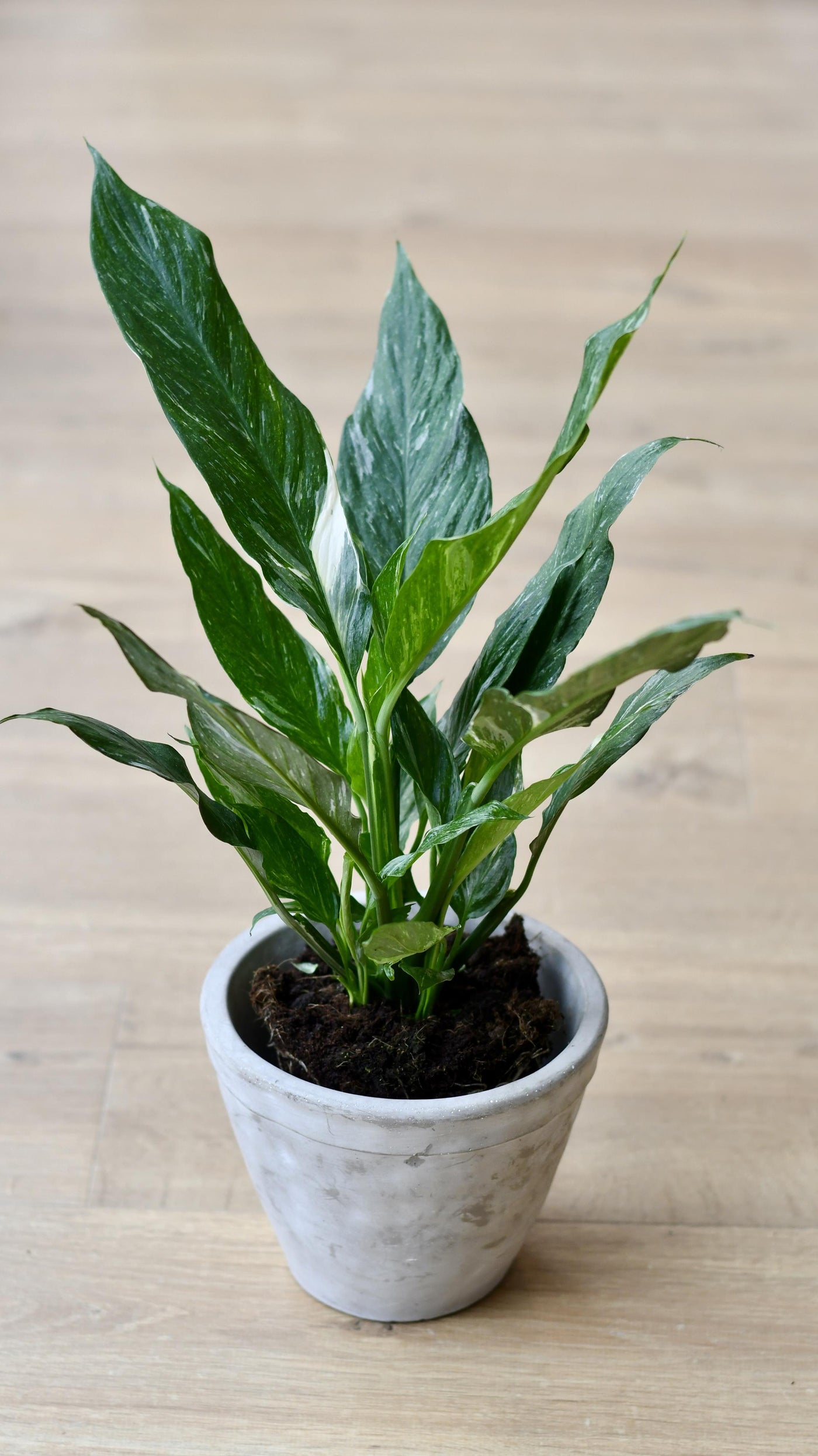 Variegated Spathiphyllum diamond