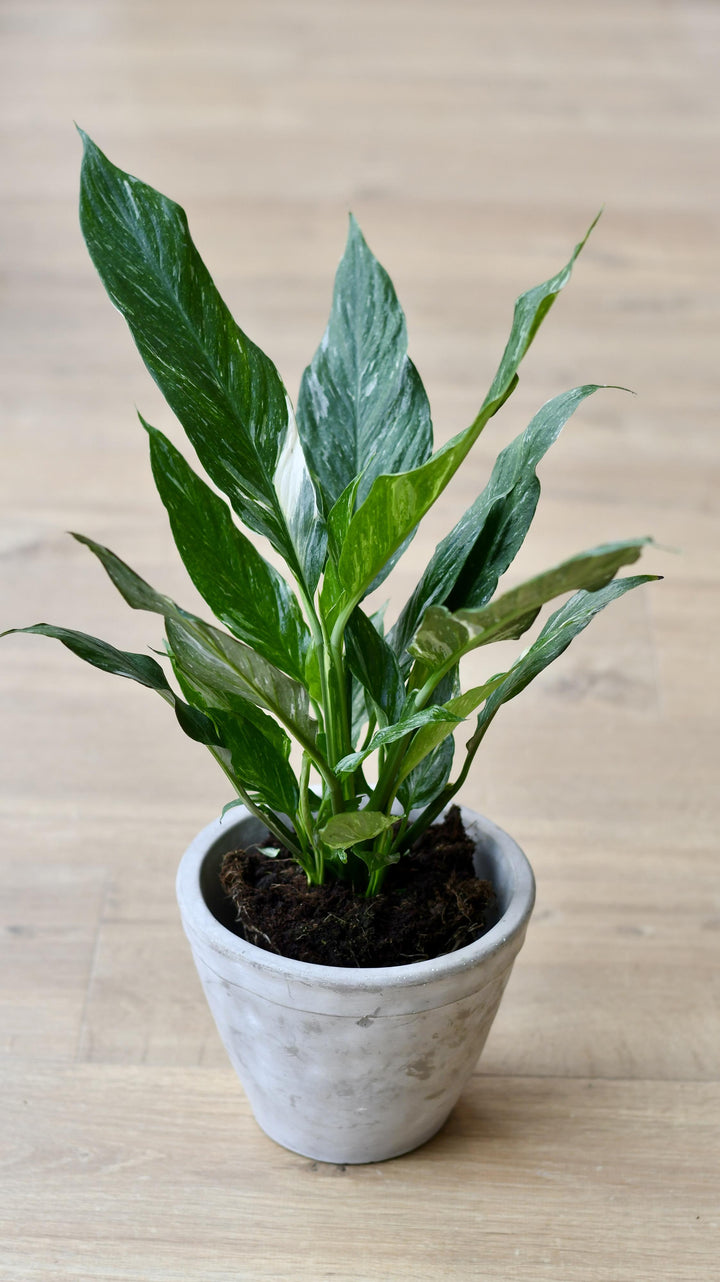 peace lily domino vs diamond Variegated Spathiphyllum diamond – Happy Houseplants