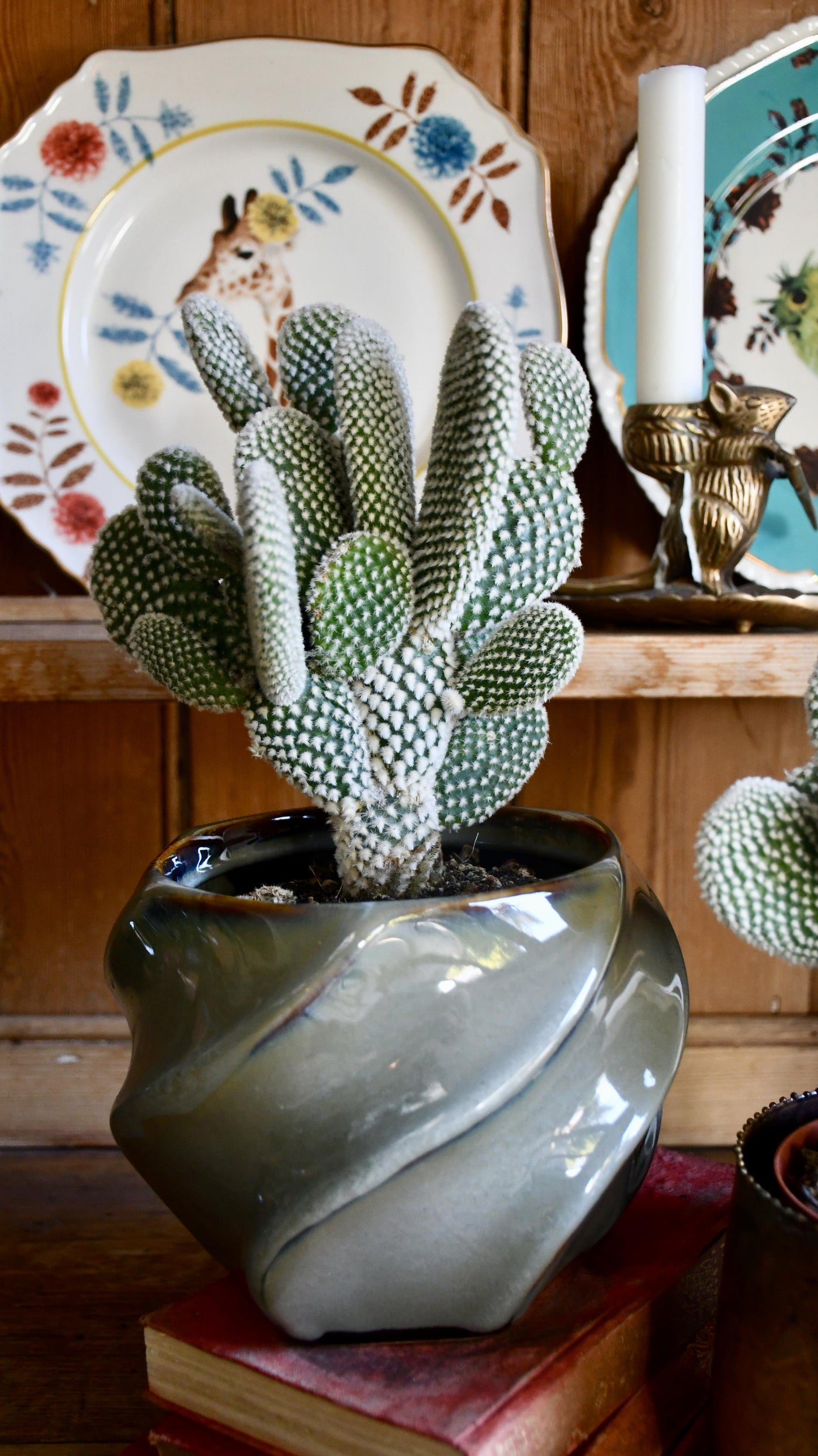 Opuntia Albina - Bunny Ear Cactus