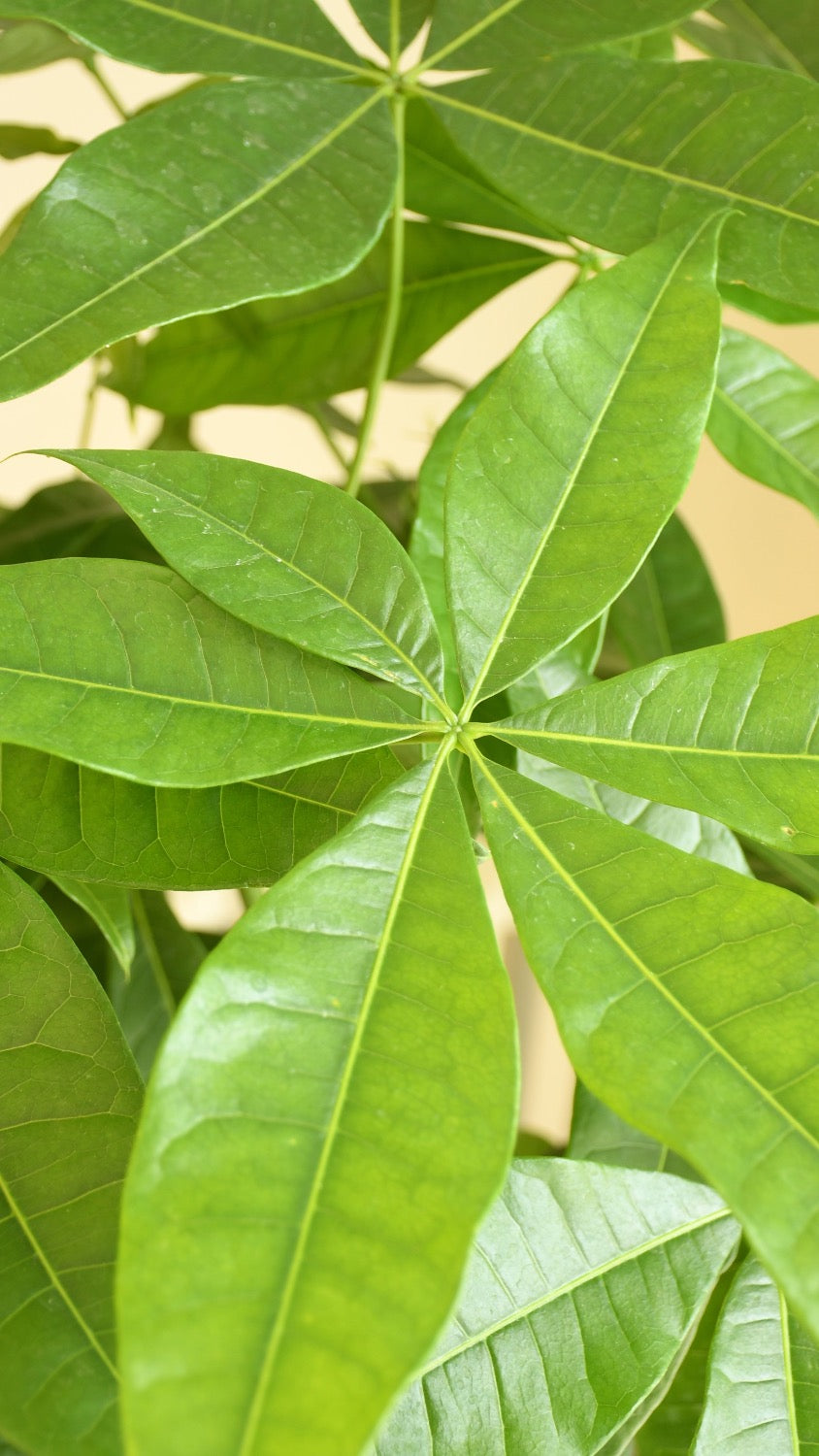 Braided Mexican Money Tree | Pachira Aquatica | Happy Houseplants ...