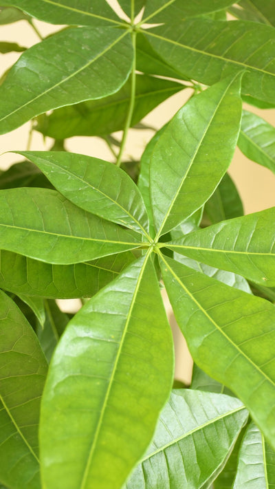 Mexican Fortune Tree (Pachira Aquatica)