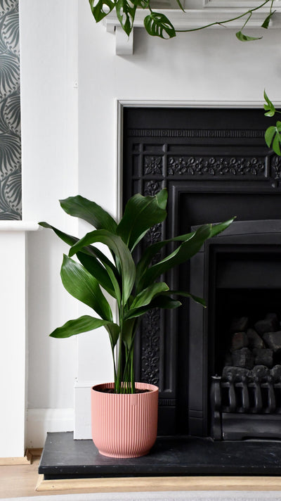 Aspidistra Elatior and Vibes Pot (Cast Iron Plant)